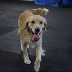 Meet your Posher, Jax